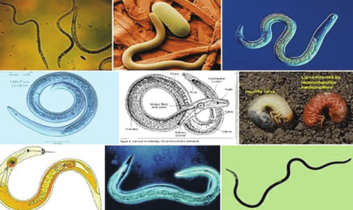 Beneficial nematodes in the soil From Plant Soil Sciences eLibrary PRO Soil genesis